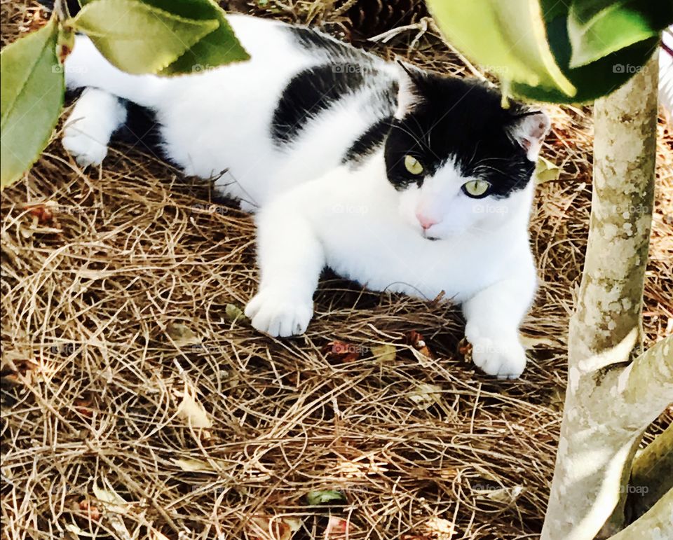 Cat in shade