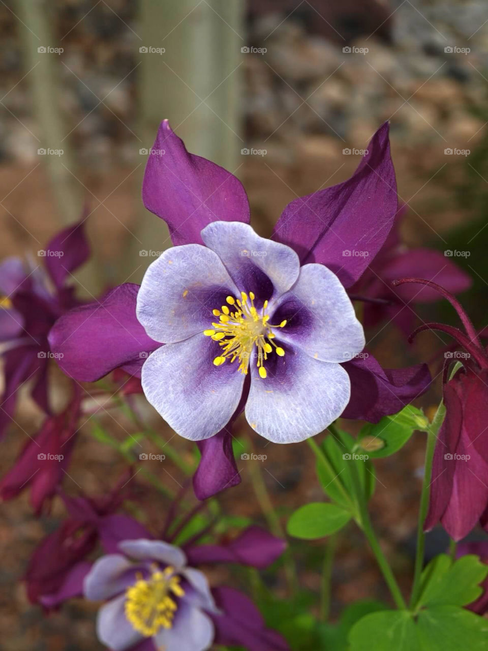 flower colorado columbine by ezdrossi