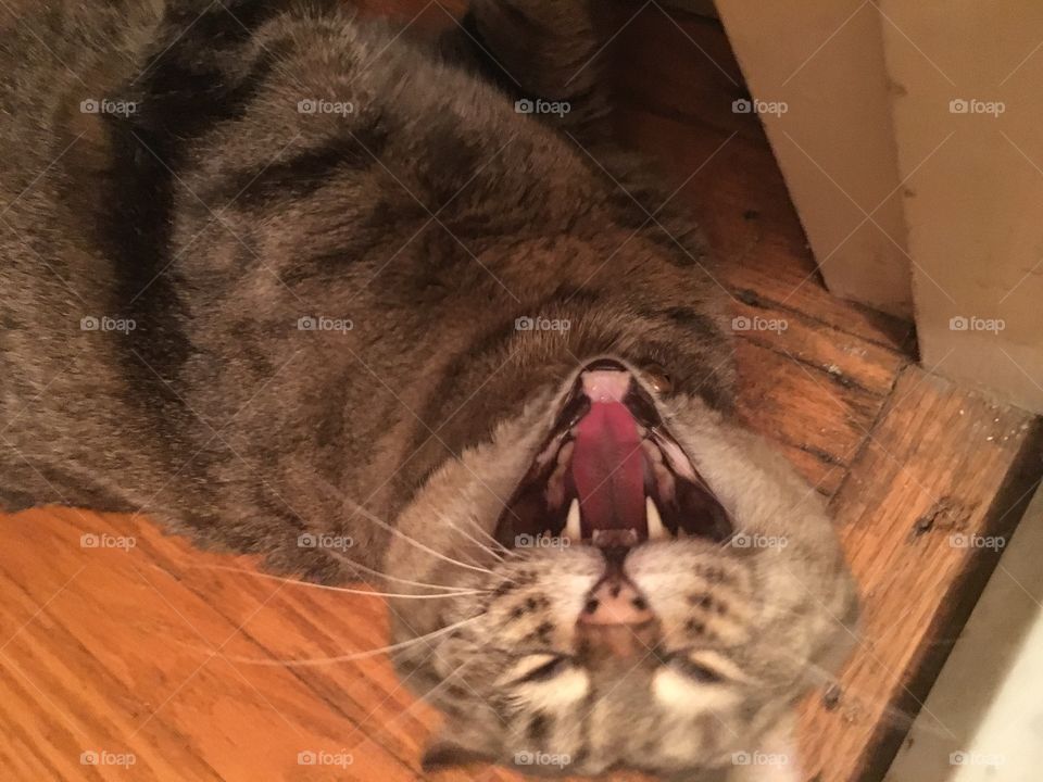 Annabelle yawning