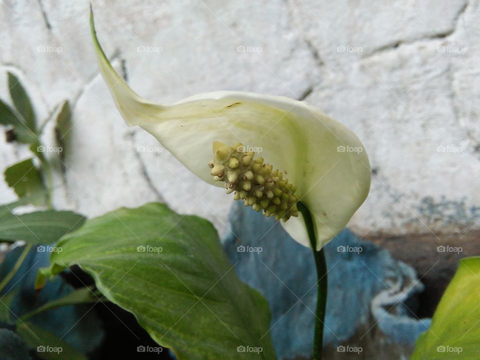 beautiful white color flower of natural photos sri lanka