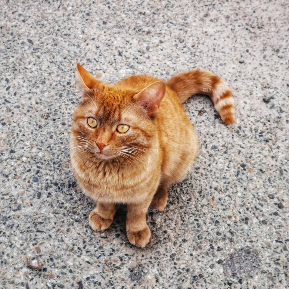 Cat pet Red street outdoor