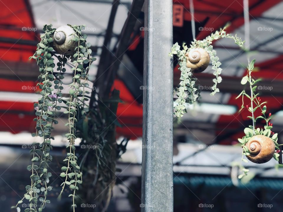 Creepy plants grown in snail shell, three types of indoor plants grown in snail shell.hanging plants grown in snail shell.