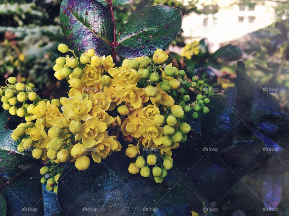 Early flowers . Spring breakers... Small yellow flowers in the heart of the city... 