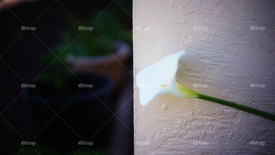 Callalily, almost can see who will behide the wall             by BT