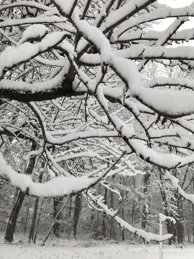 Winter wonderland 