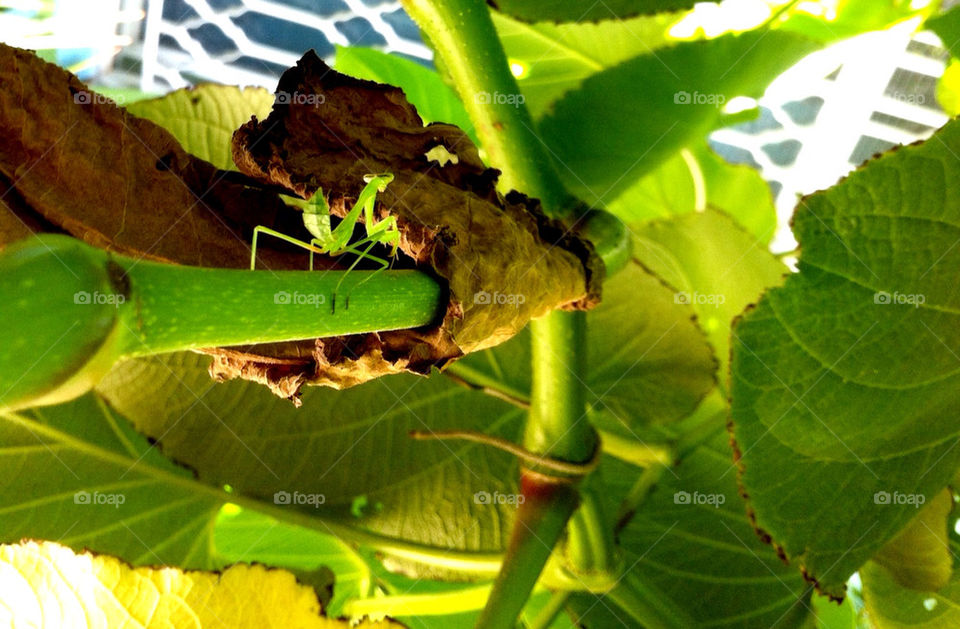 garden nature leafs bug by petitfilms