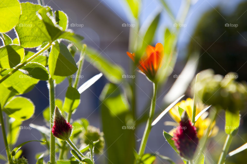 Nature, No Person, Leaf, Flora, Growth