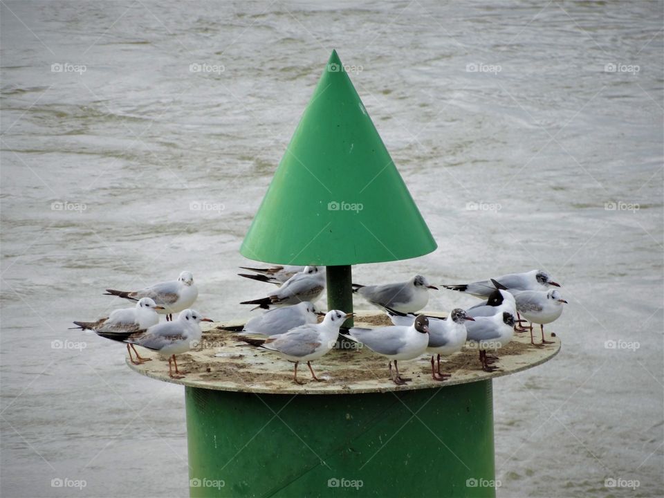 "Where? Where? Where? Where?"