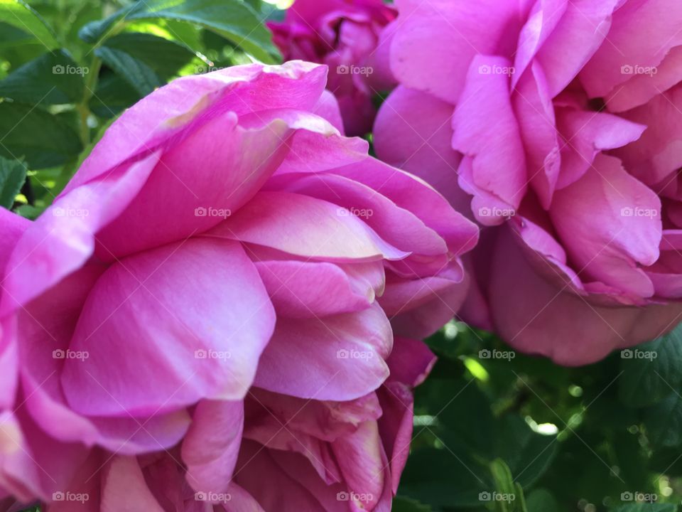 Pink flower blooming in the garden