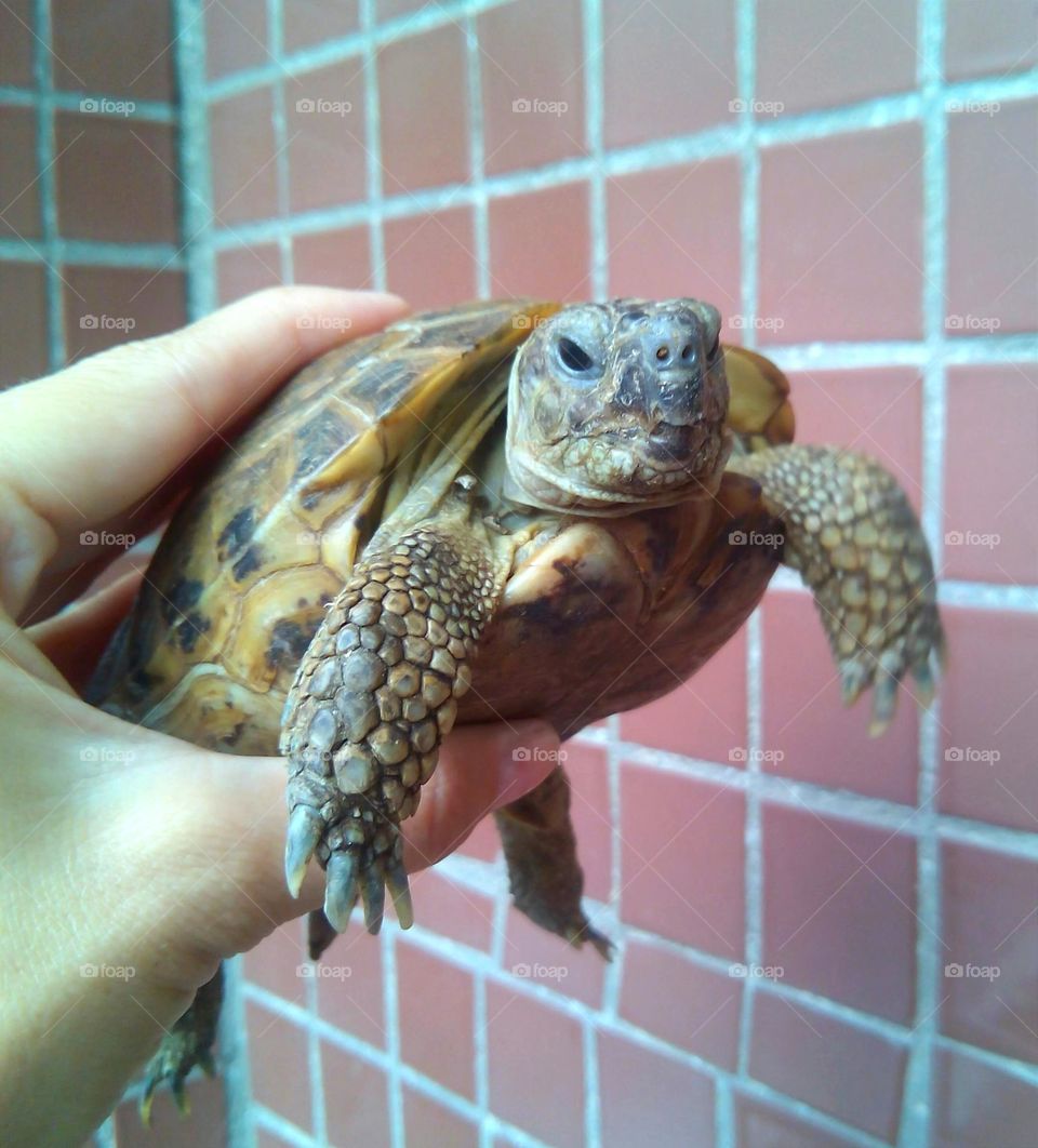 turtle 🐢 pet in the hand portrait close up