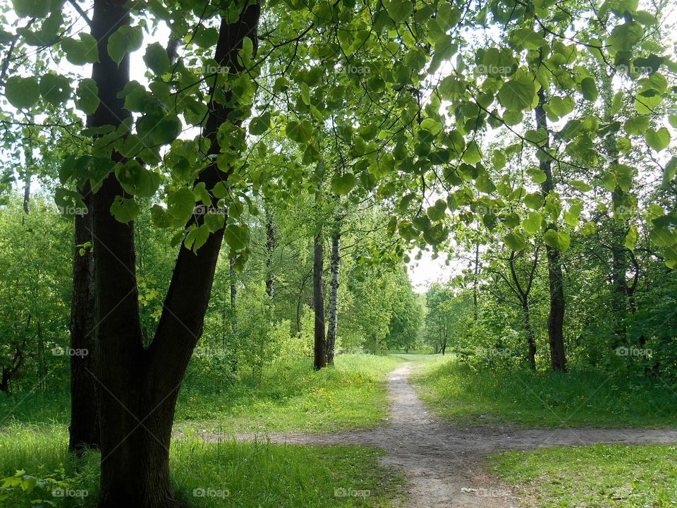 nature summer park and crossroads symbolism