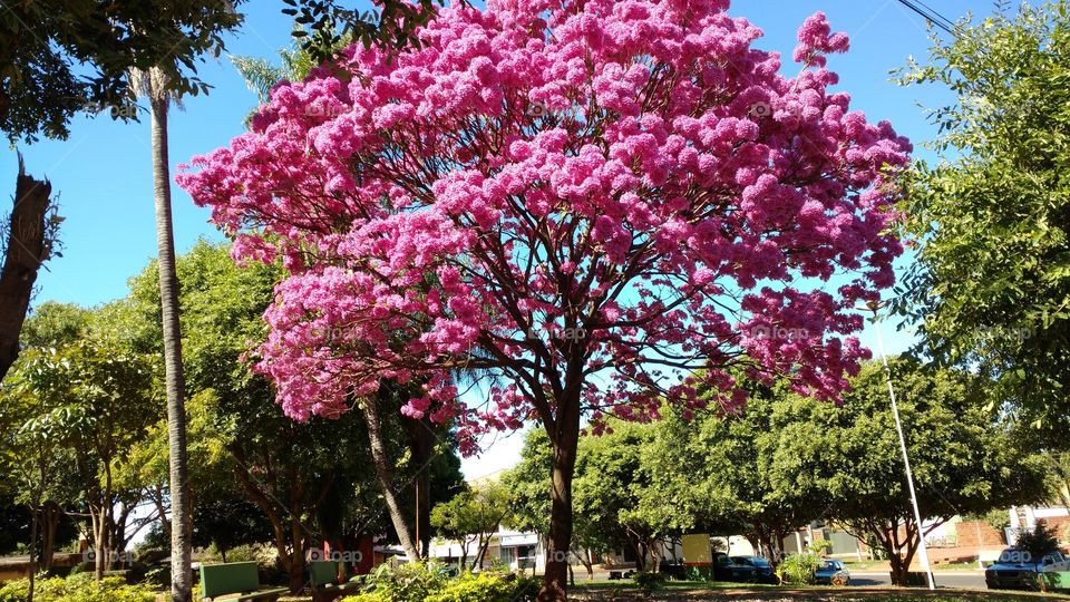 Ipê florido. Árvore que floresce todos os anos na mesma época. Uma das maravilhas do mundo!