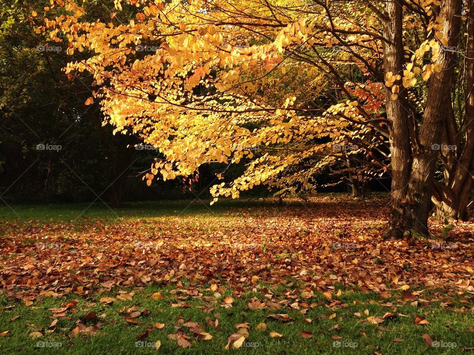 Trees in forest during autumn