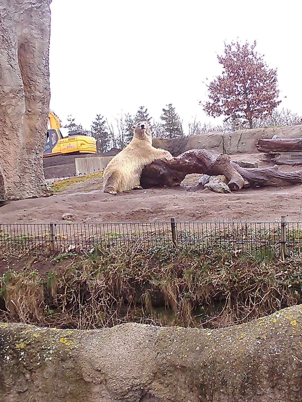 A polar bear standing against a large stone in his country houses of the Dutch zoo Blijdorp. Rotterdam.
