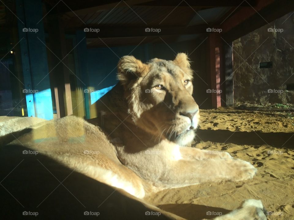 Lion at zoo, London