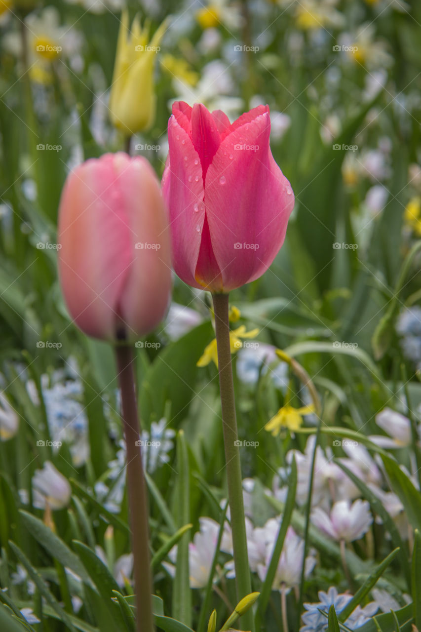 Tulips and flowers