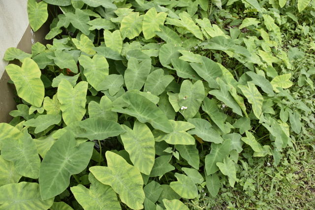 flora