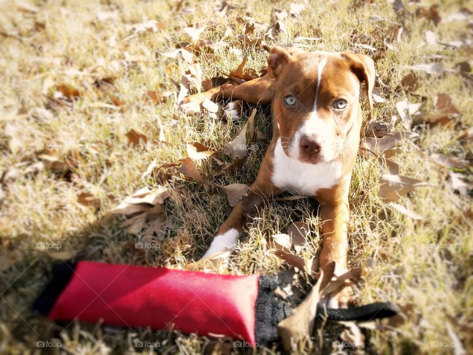 A catahoula pit bull terrier cross mix puppy laying in the grass with leaves all around her with her toy looking up with green eyes blaze face brindle coat red nose happy enjoying fall winter outside