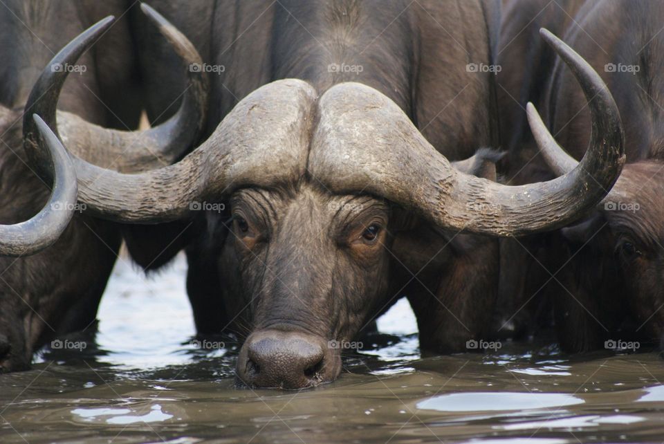 A buffalo drinking water from the water hole in Zimbabwe 