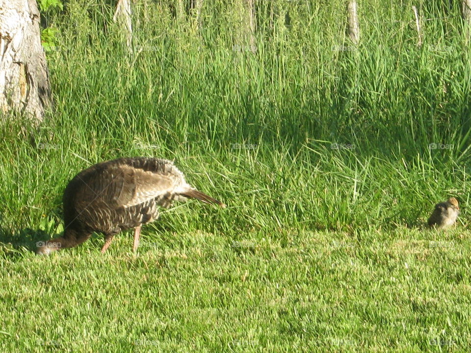 wild turkey and poult chick