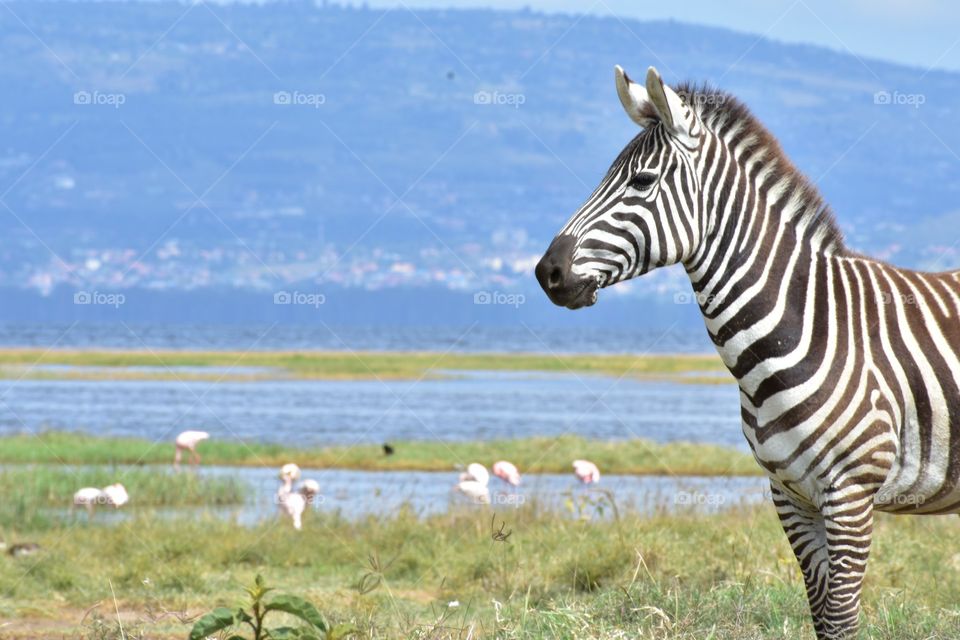 Lake Nakuru National Park , Kenya