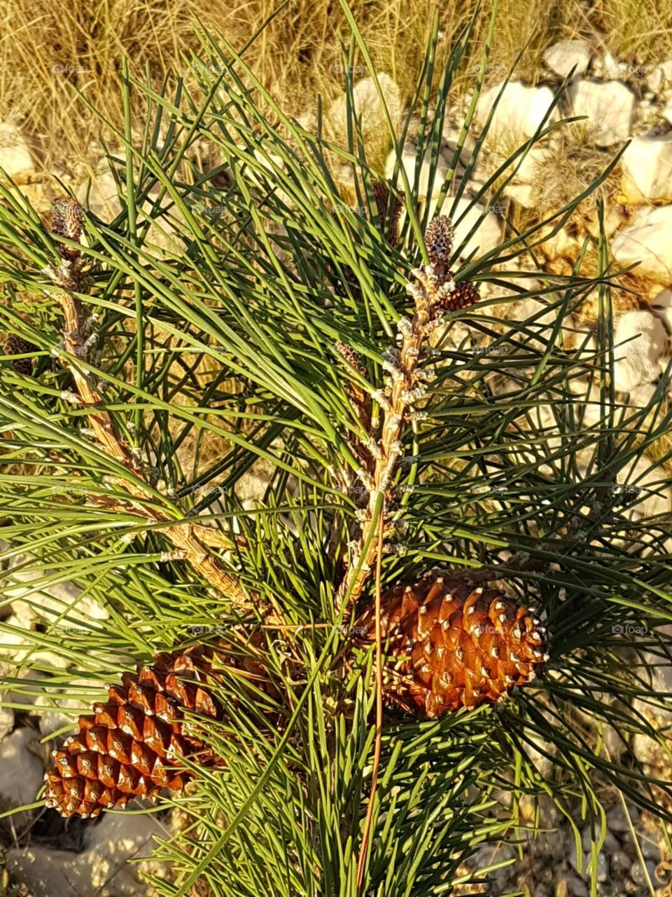 Green pinecone
