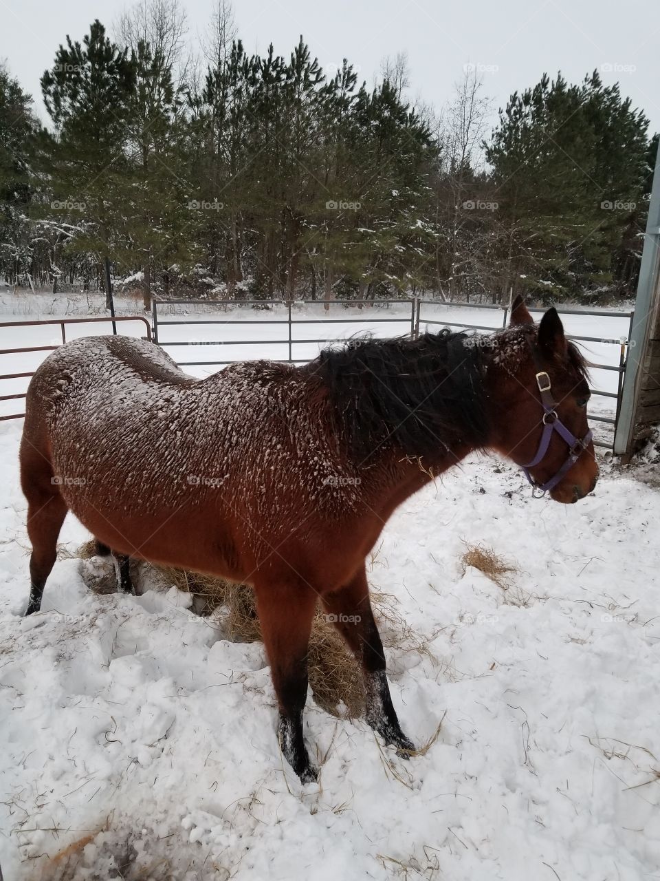 Bay mare in the snow