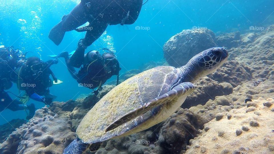 Sea Turtle at Ilha Grande. scuba diving at Ilha Grande - RJ - Brasil