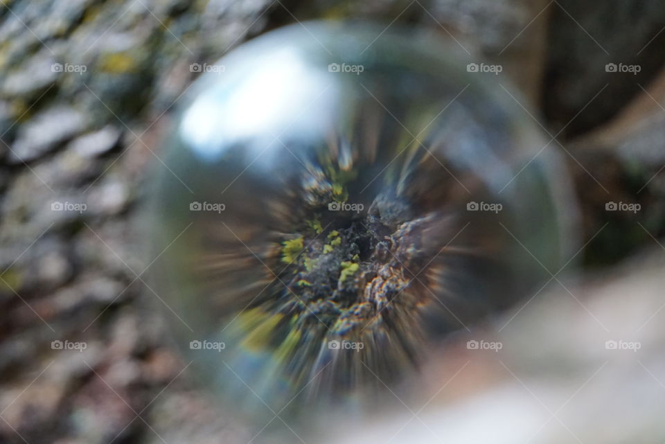 Bark blur, through lens ball