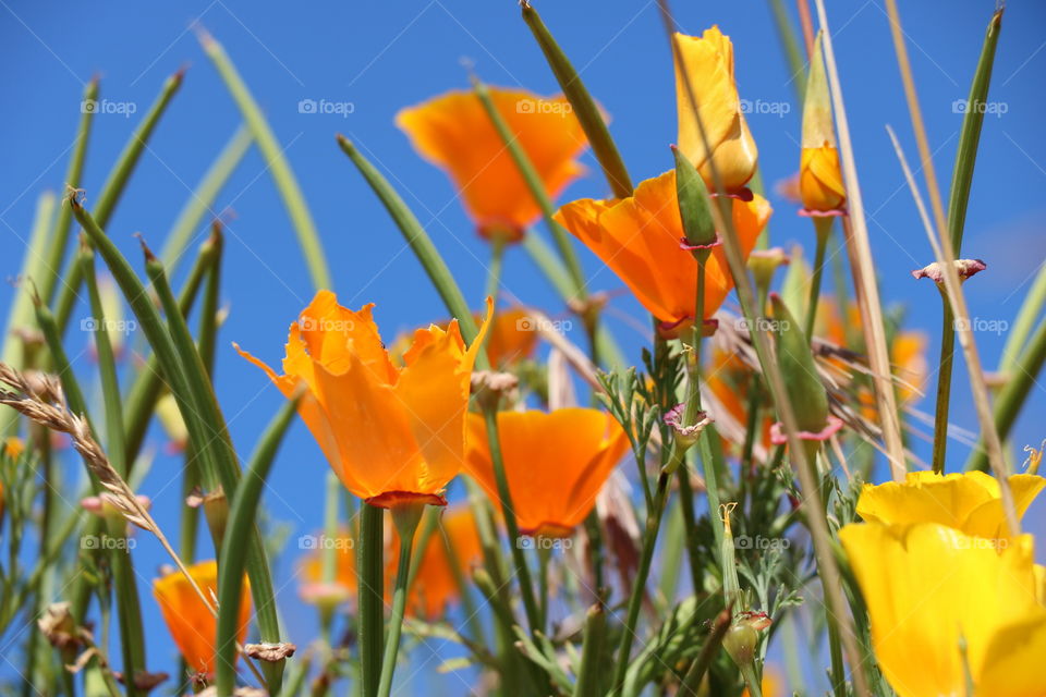 Indian poppy flowers in bloom