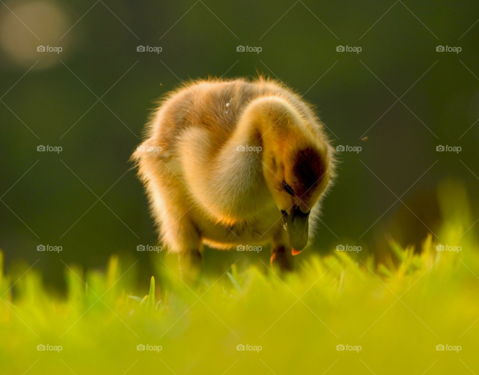 nature inspirational goose gosling by lightanddrawing