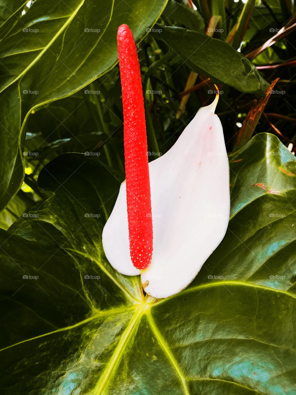 Anthurium flower