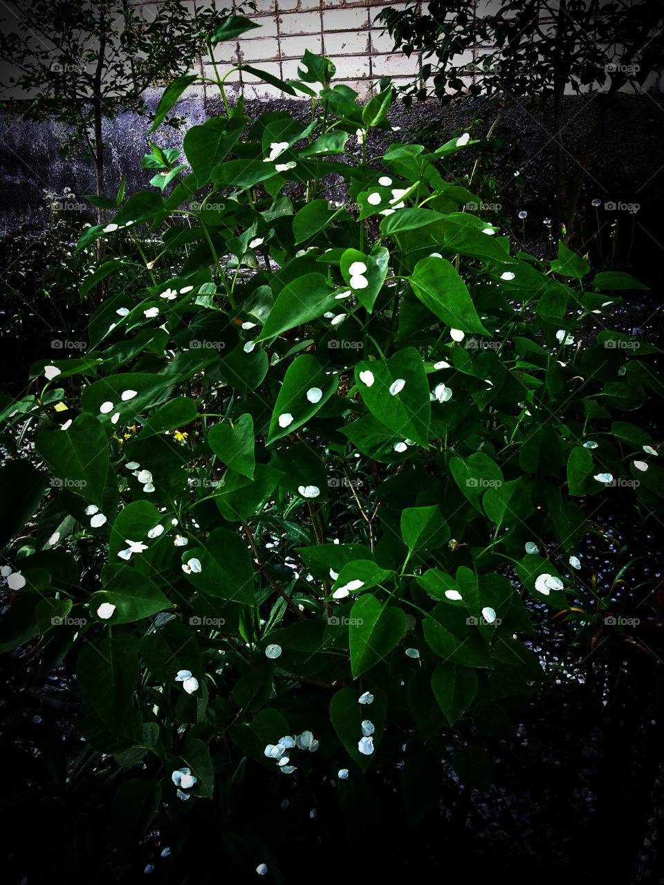 весенний ,,снег''