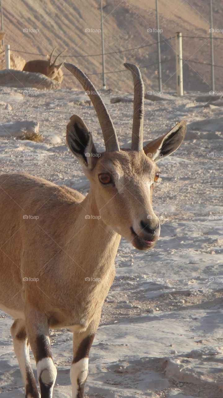 A Mountain Goat In The Morning