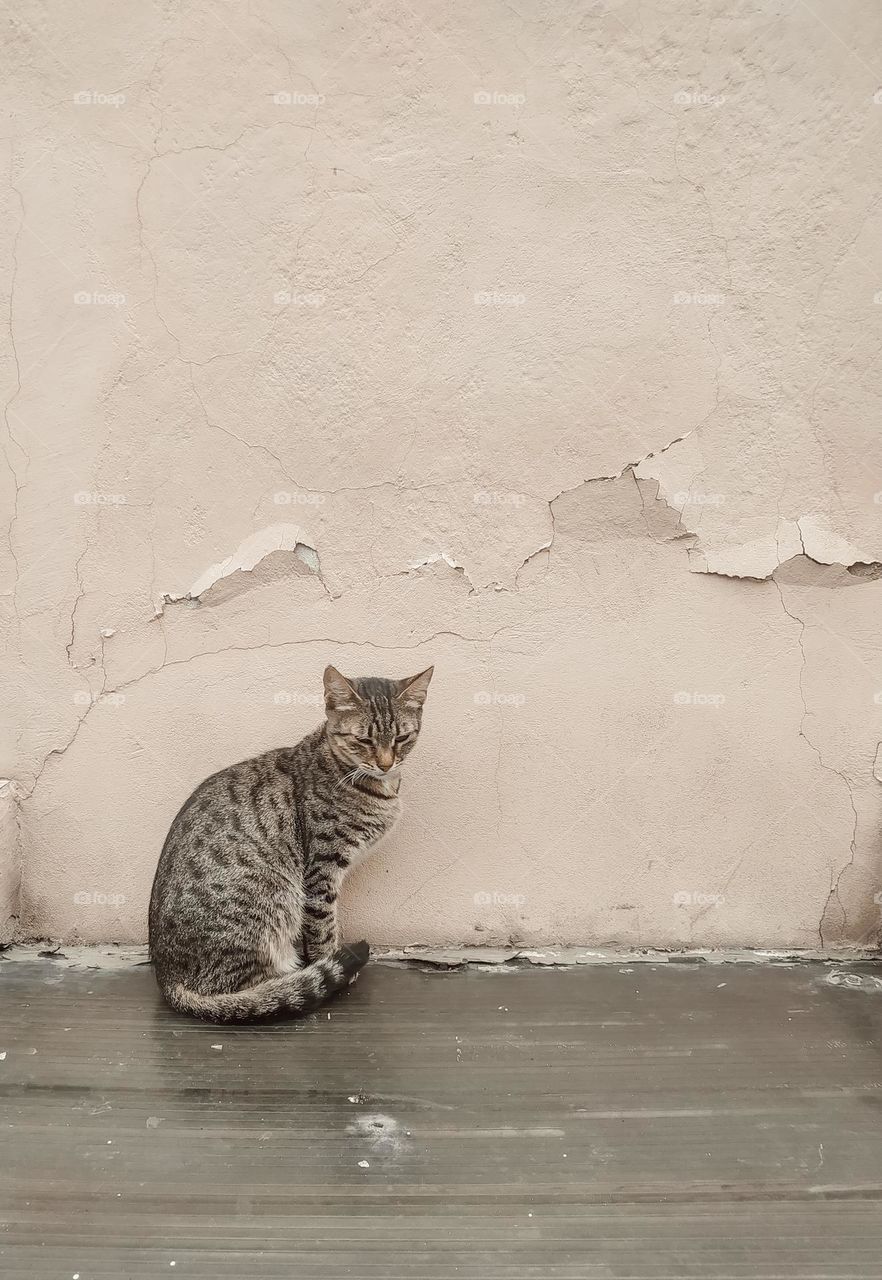 striped cat near a light wall