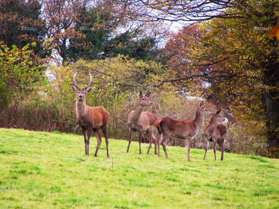Red deer keeping watch on Exmoor