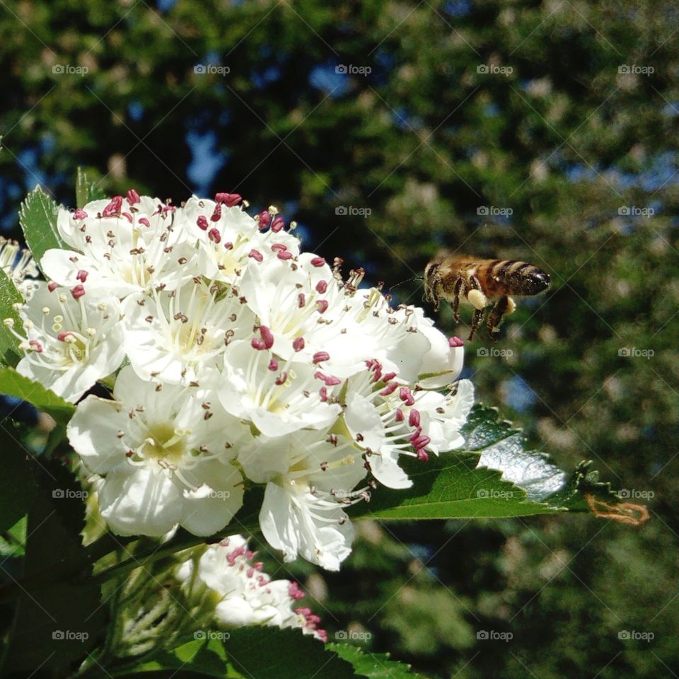 Working bee 🐝 spotted at Green  Park, London