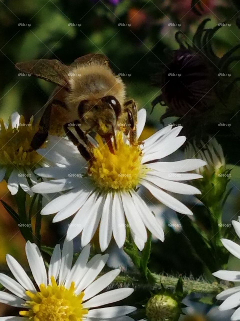 Bee