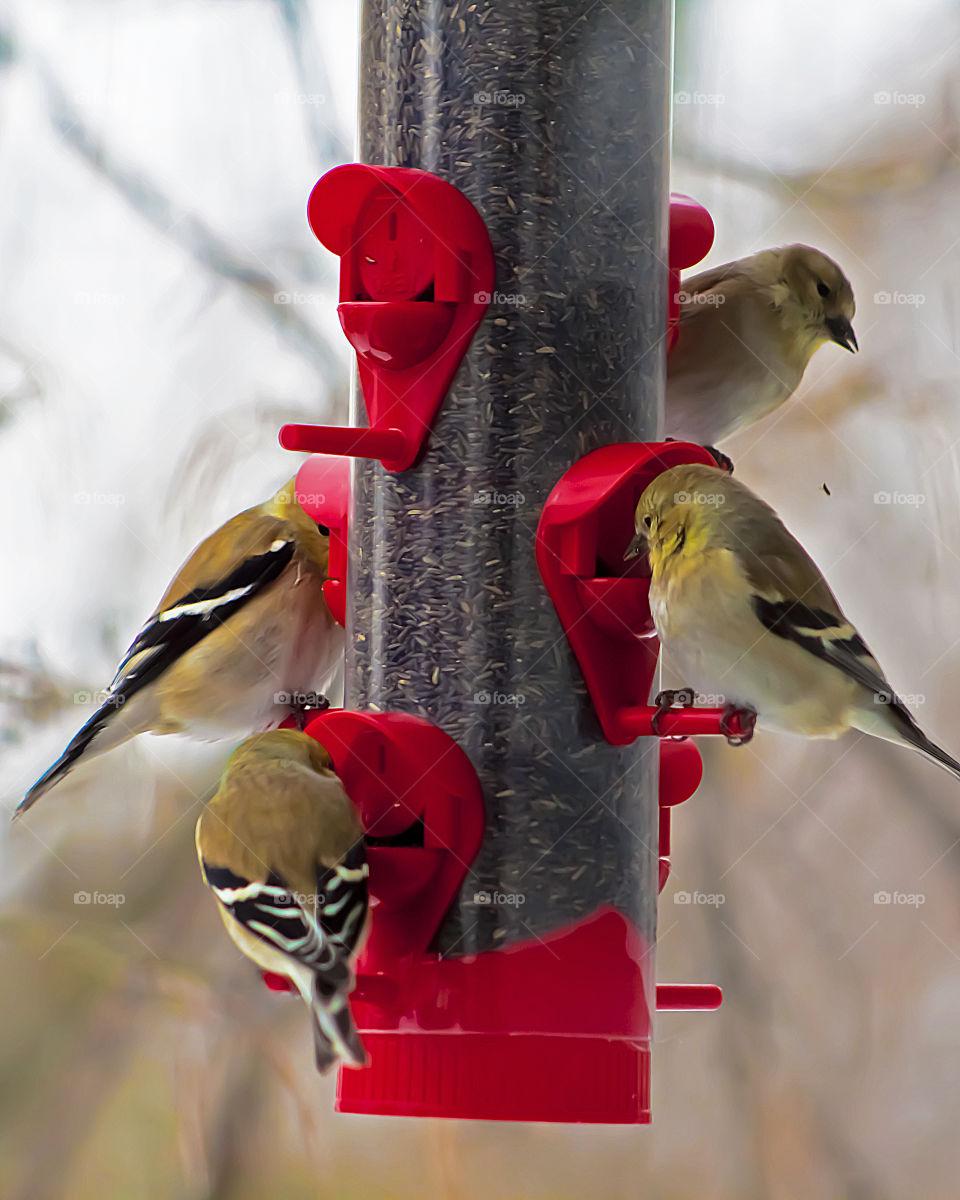 Goldfinches At Bird Feeder