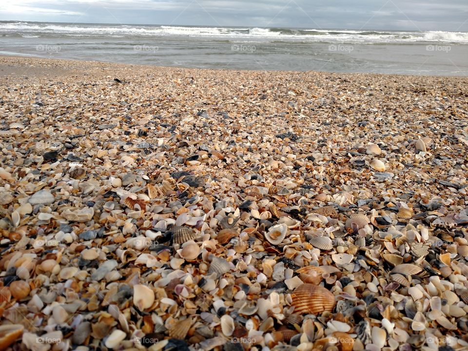 A Sea of Shells