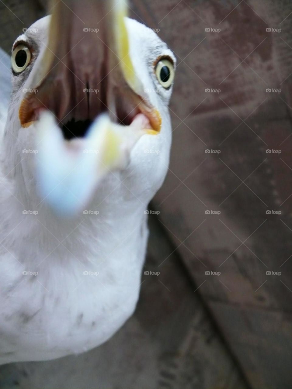 bird trying to bite camera. :D