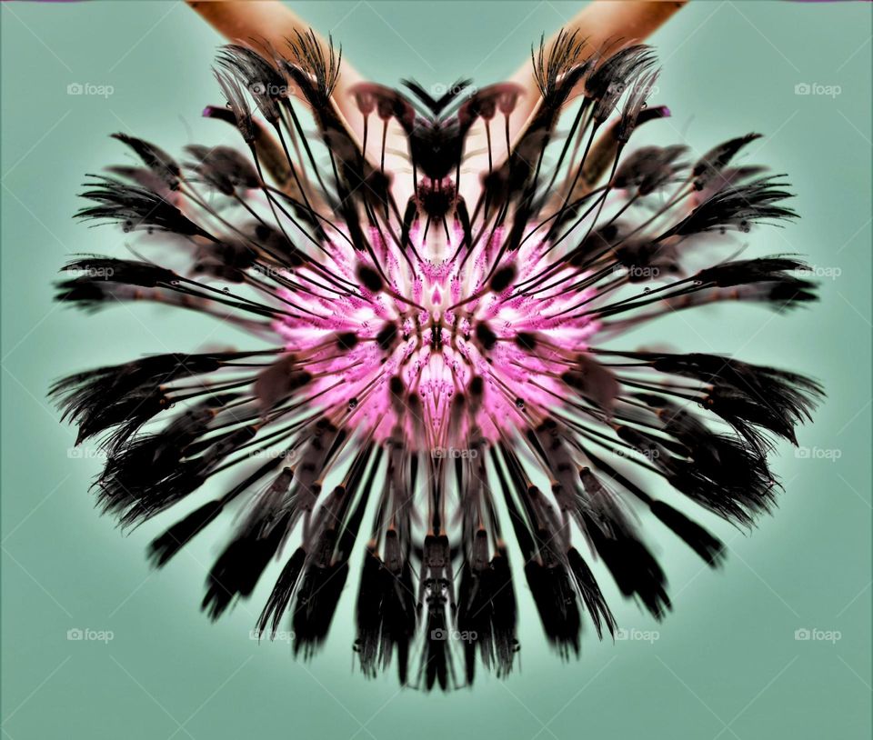 abstract edited macro close up picture dandelion with seeds and green background