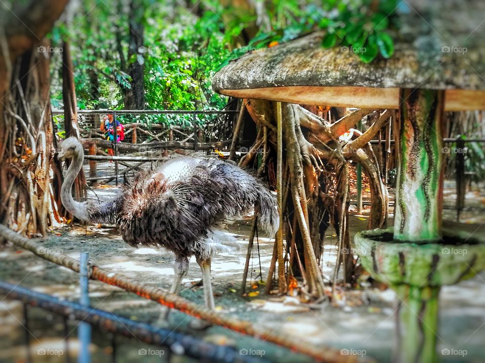 Ostrich in Manila zoo!
