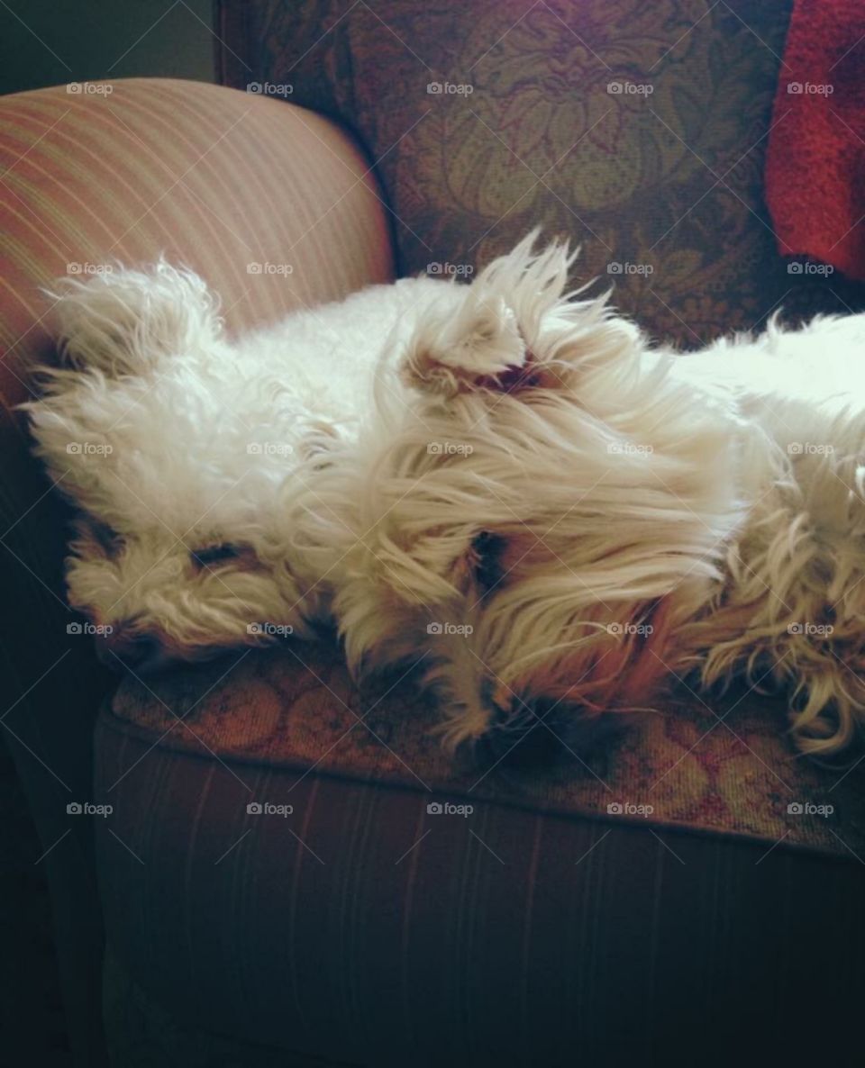 Two Dogs Sleeping Side by Side 