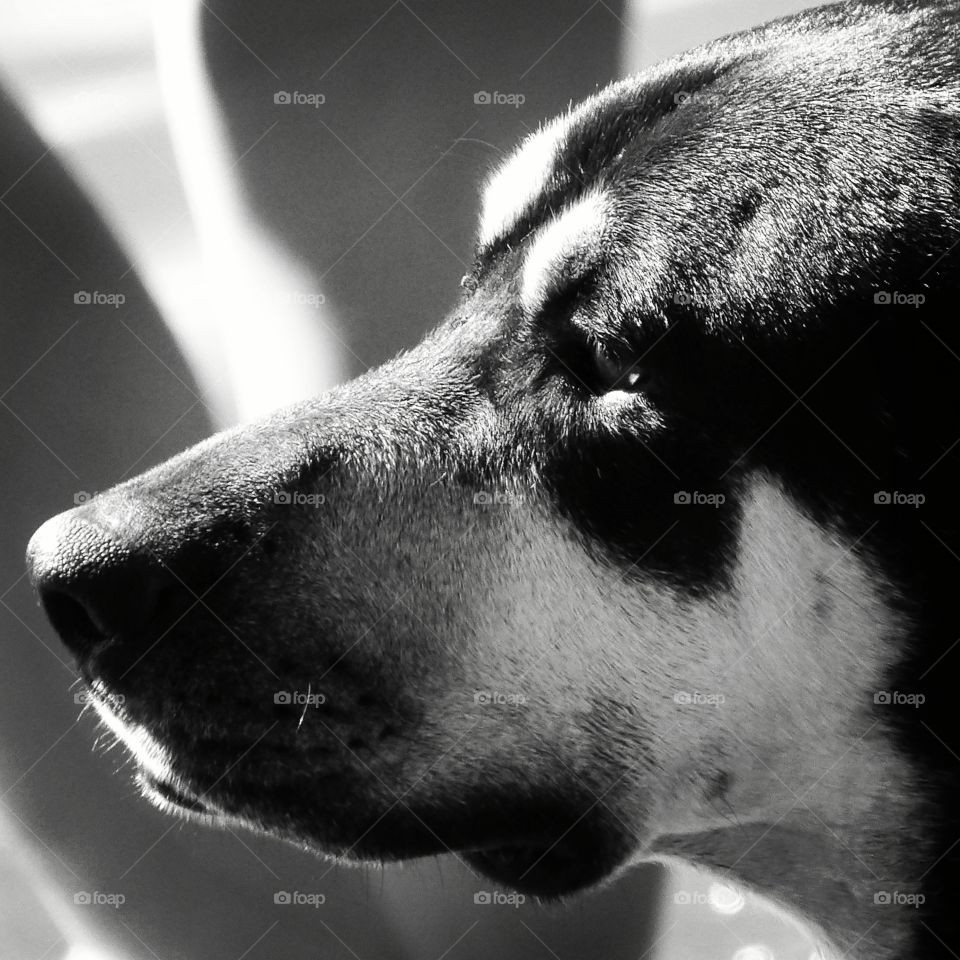 Close-up of rottweiler