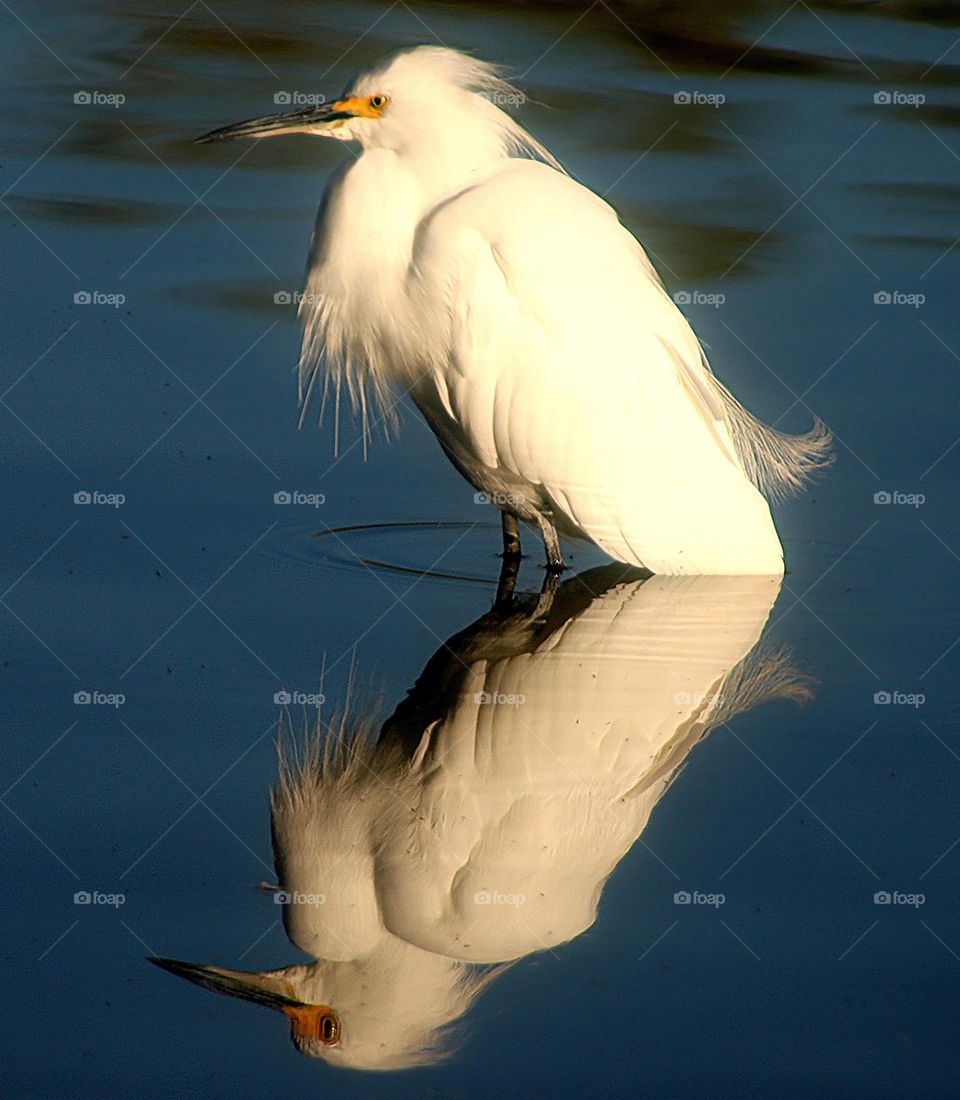 Reflection of a Snowy Egret