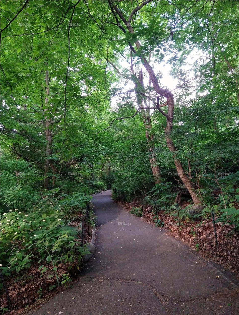 On a Hike on a Path in NYC Central Park