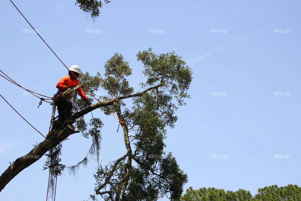 Tree trimmer