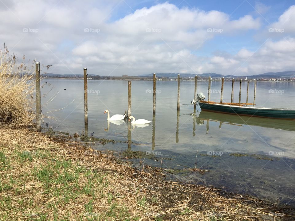 Seaside with swans 