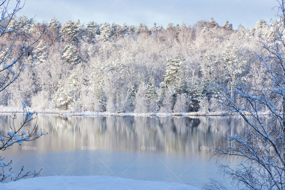 Forest by the lake covered in snow, beautiful sunny winter day , tree reflections in the water and ice 